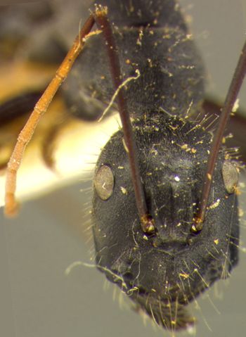 Media type: image;   Entomology 21518 Aspect: head frontal view